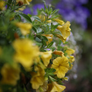 Floral