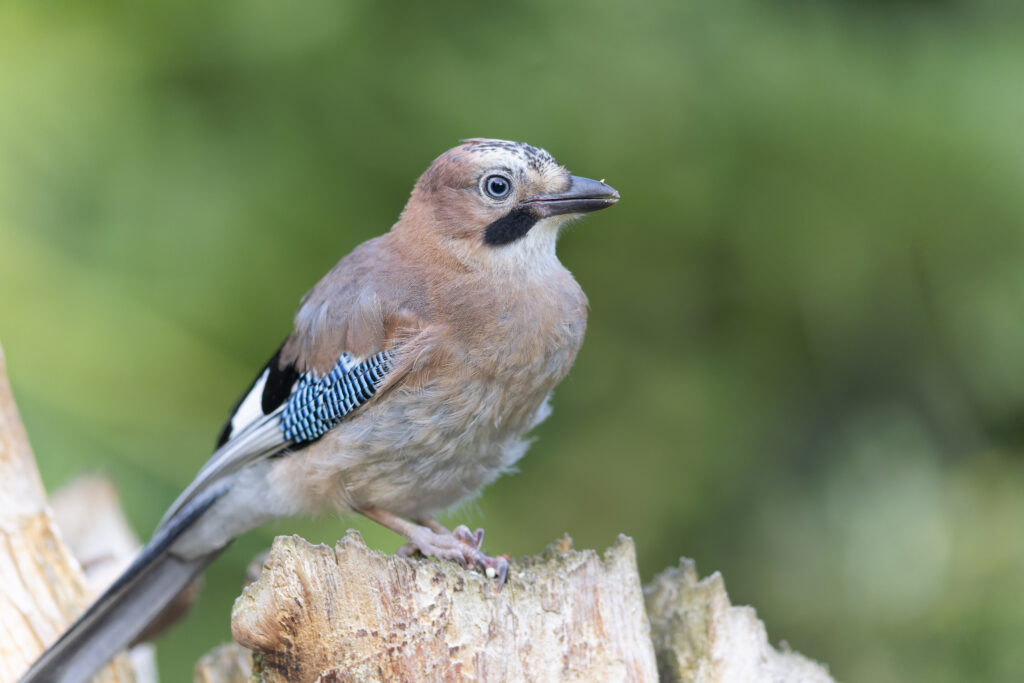 jay (1 of 1)