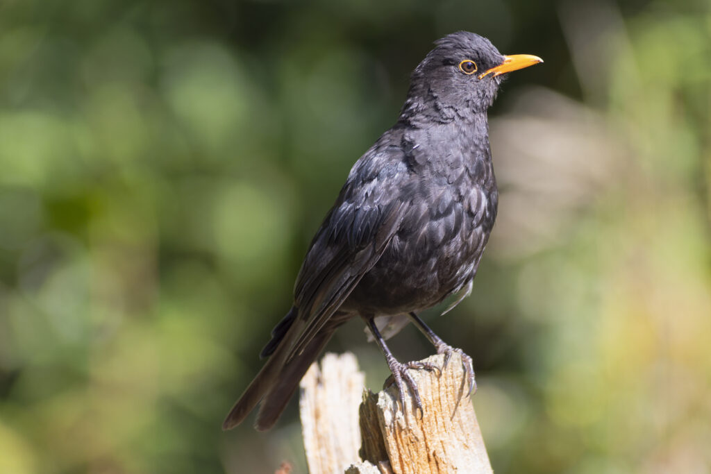 male blackbird (1 of 1)