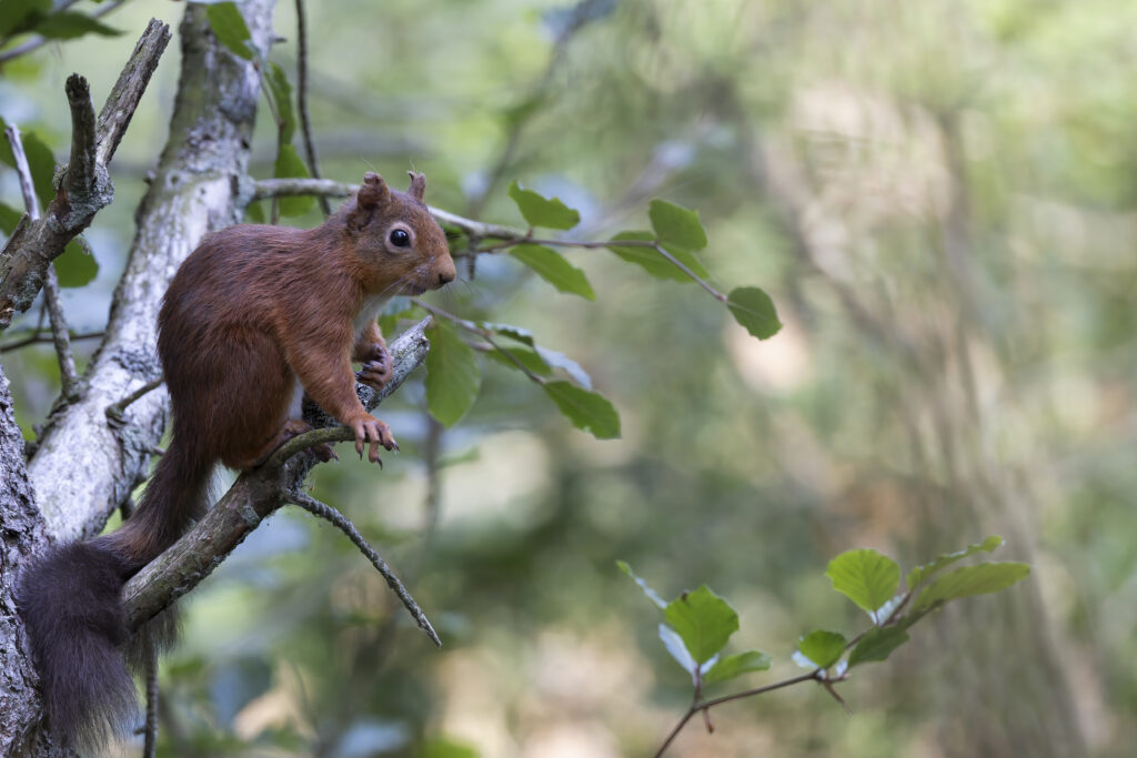 red squirrell (1 of 1)