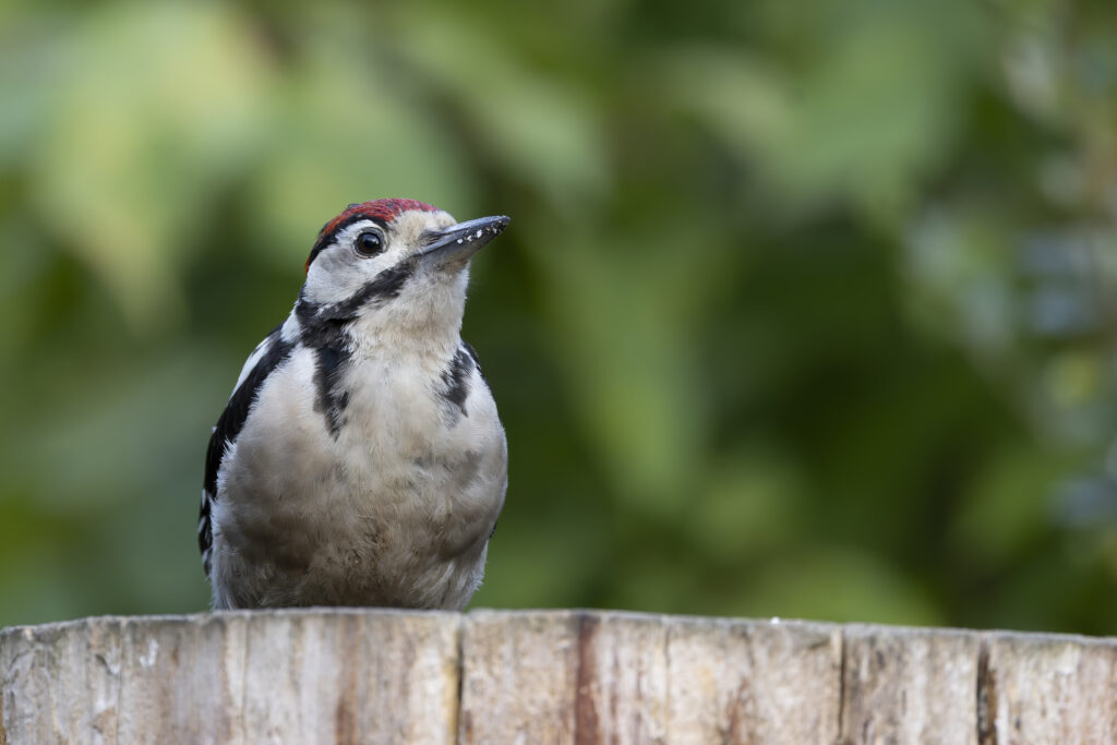 woodpecker 100 500 (1 of 1)