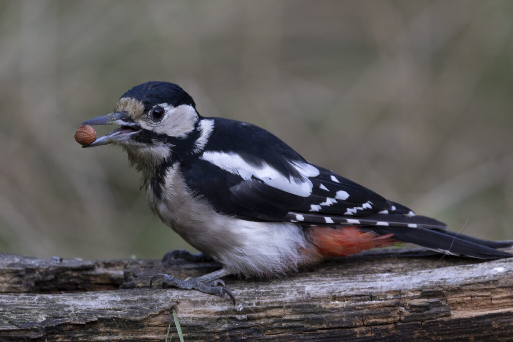 woodpecker 100 500 with nut (1 of 1)