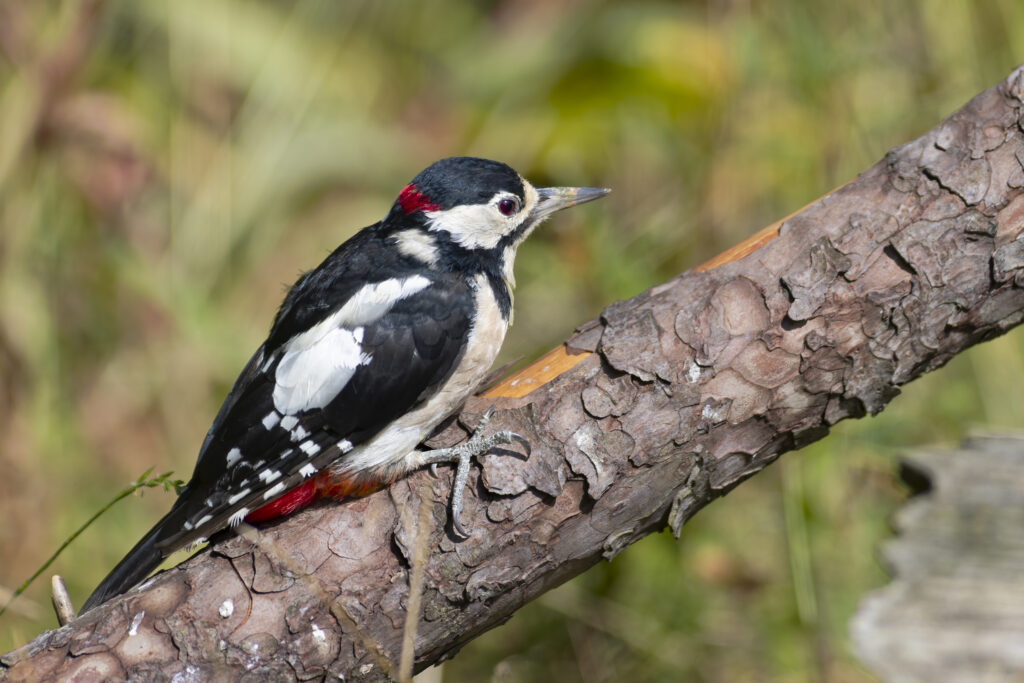 woodpecker 300 2x (1 of 1)