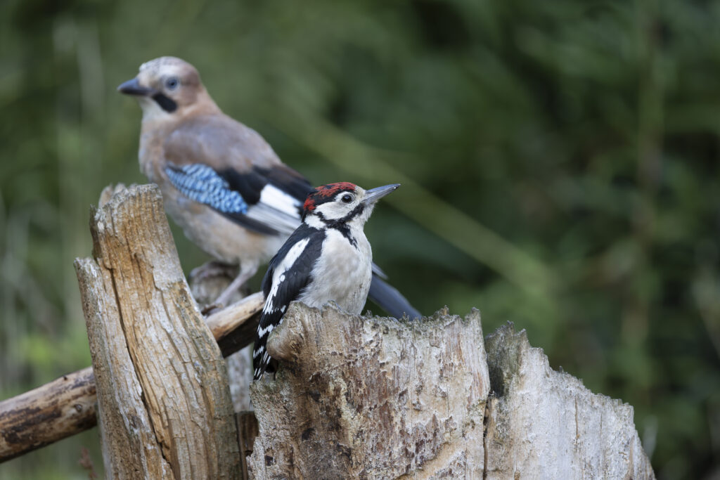 woodpecker and jay (1 of 1)